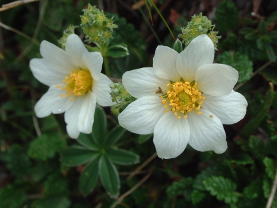 Dryas octopetala / Camedrio alpino